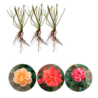 3x Rosier à grandes fleurs Rosa 'Parfumées et multicolores'  Mélange de couleurs  - Plants à racines nues