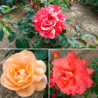 3x Rosier à grandes fleurs Rosa 'Parfumées et multicolores'  Mélange de couleurs  - Plants à racines nues