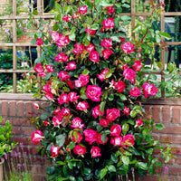Rosier à grandes fleurs Rosa 'Rose Gaujard' rouge-blanc - Plants à racines nues