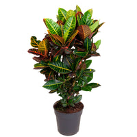 Croton Codiaeum 'Petra' XL