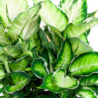 Voleur de Bagdad Dieffenbachia seguine 'Cool Beauty' multicolore 'Cool Beauty'