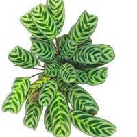 Plante de la prière Ctenanthe burle marxii avec pot décoratif