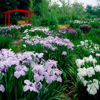 3x Iris du Japon ensata - Mélange 'Elegant Flowers' - violet-bleu-blanc