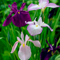 3x Iris du Japon ensata - Mélange 'Elegant Flowers' - violet-bleu-blanc