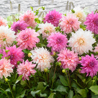 5x Dahlia  'Dinnerplate Garden' Blanc-Violet-Rose