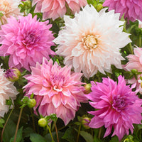 5x Dahlia  'Dinnerplate Garden' Blanc-Violet-Rose
