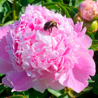 5x Pivoine Paeonia rose-blanc-violet
