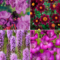 50x Mélange 'Collection Violette' violet
