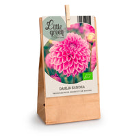 Dahlia 'Sandra' rose - Bio