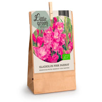 7x Glaïeul Gladiolus 'Pink Parrot' rose - Bio