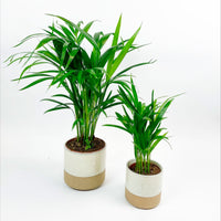 2x Palmier Areca Dypsis lutescens avec cache-pots blancs