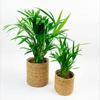 2x Palmier Areca Dypsis lutescens avec cache-pots en crin végétal naturel