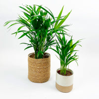 2x Palmier Areca Dypsis lutescens avec panier + cache-pot