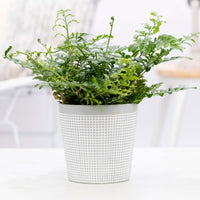 Fougère mère Asplenium parvati avec cache-pot blanc