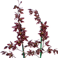 Orchidée Cambria Odontoglossum 'Stirbic' Violet-Blanc