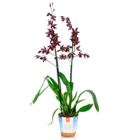Orchidée Cambria Odontoglossum 'Stirbic' Violet-Blanc
