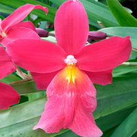 Orchidée Cambria Odontoglossum 'Francine' Rose