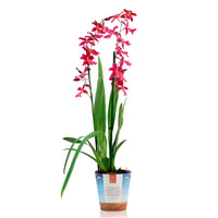 Orchidée Cambria Odontoglossum 'Francine' Rose
