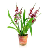 Orchidée Cambria Odontoglossum 'Barocco Red' Violet