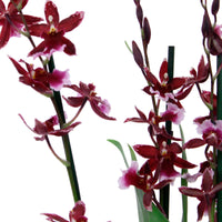 Orchidée Cambria Odontoglossum 'Barocco Red' Violet