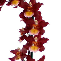 Orchidée Cambria Odontoglossum 'Wildfire' Rouge-Orangé