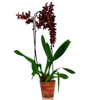 Orchidée Cambria Odontoglossum 'Wildfire' Rouge-Orangé