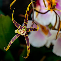 Orchidée araignée Brassia x bratonia 'Toscane' Jaune-Marron
