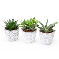 3x Succulente - Mélange 'Little Flow' avec cache-pots blancs