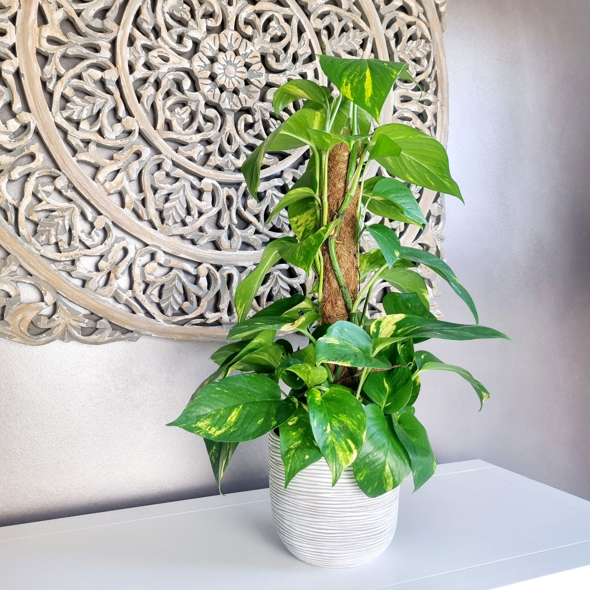 plante grimpante intérieur pothos Achetez maintenant une plante d'intérieur Scindapsus Epipremnum 'Aureum' avec tige en mousse