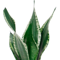 Langue de belle-mère Sansevieria 'Grey Stripe' - Bio