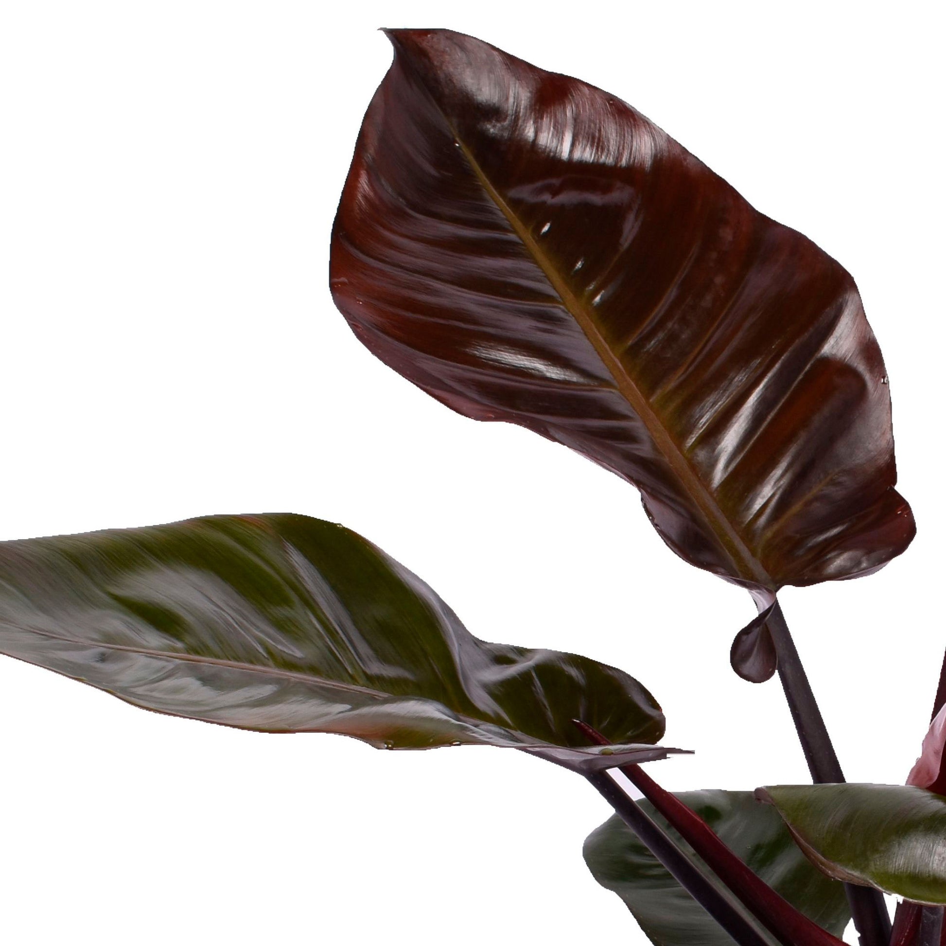 philodendron feuille noire Philodendron 'Black Cardinal'