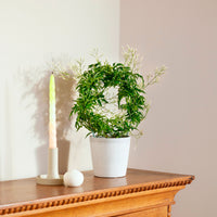 Jasmin Jasminum polyanthum blanc avec cache-pot blanc