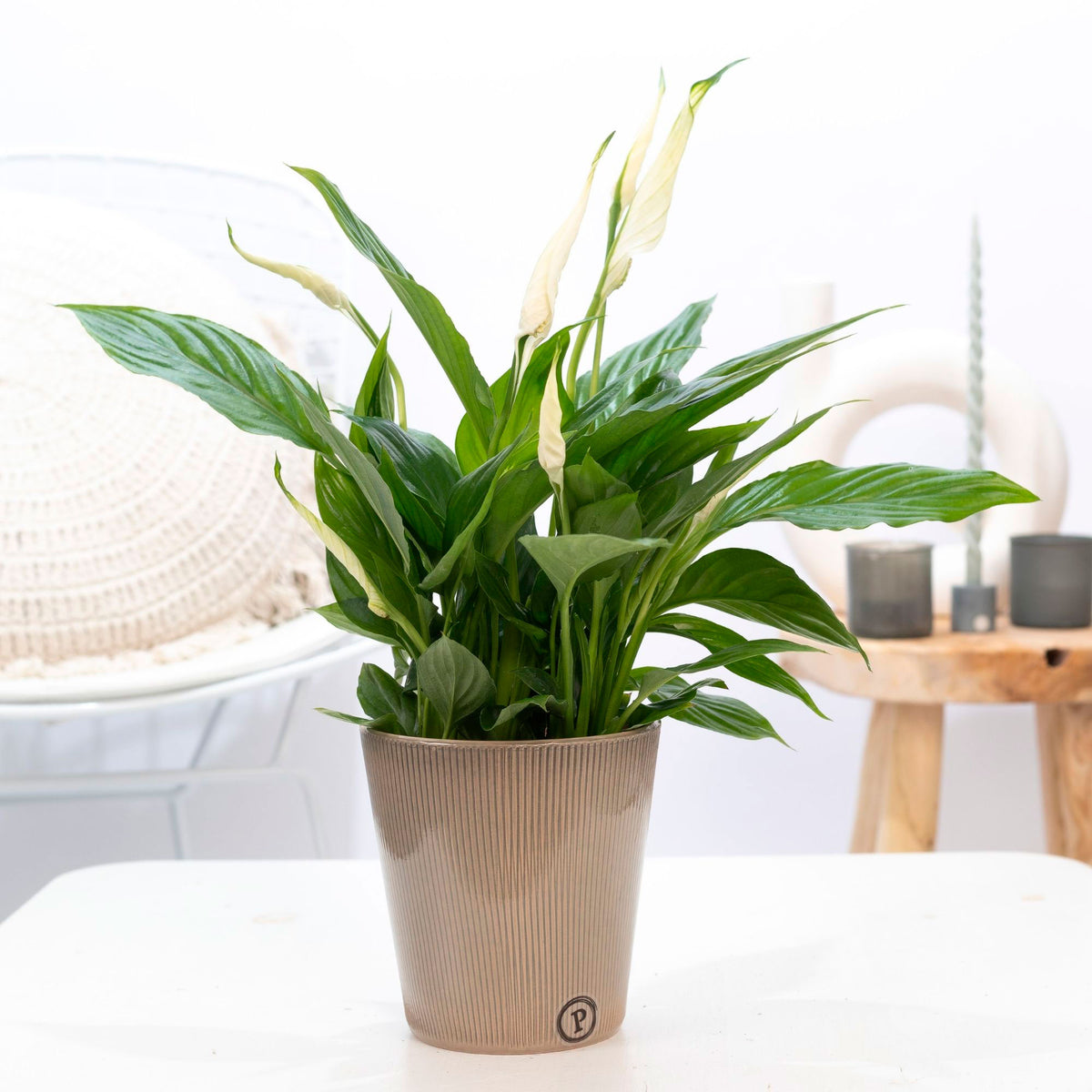 GardenersDream Spathiphyllum Fleur De Lune - Plante D'Intérieur En Pot 9 Cm, Purificateur D'Air Naturel