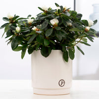 Azalée Rhododendron simsii Blanc avec pot décoratif