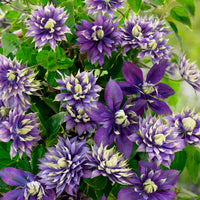 Clématite hybride 'Taiga' bleu-blanc-vert