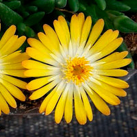 Ficoïde Delosperma 'Yellow with Eye' jaune-blanc
