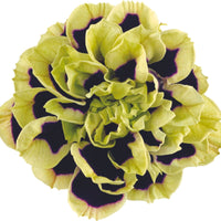 3x Pétunia grandiflora  'Midnight Gold' Noir-Vert-Blanc