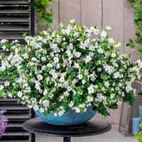 3x Bacopa Sutera 'Megacopa' Blanc