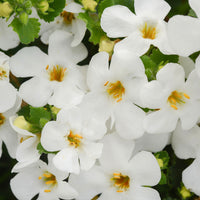 3x Bacopa Sutera 'Megacopa' Blanc