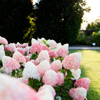 Hortensia Hydrangea 'Living Pink & Rose' Rose