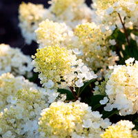 Hortensia Hydrangea 'Living Little Blossom' Blanc