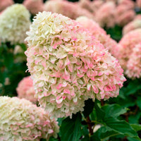 Hortensia Hydrangea 'Living Raspberry Pink'® Blanc-Rose