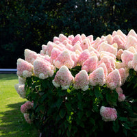 Hortensia Hydrangea 'Living Raspberry Pink'® Blanc-Rose