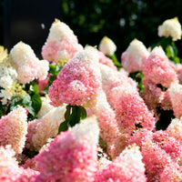 Hortensia Hydrangea 'Living Strawberry Blossom' Rose