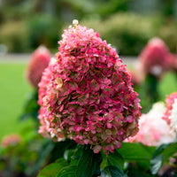Hortensia Hydrangea 'Living Pinky Promise' Rose
