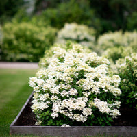 Hortensia Hydrangea 'Living Touch Of Pink' Blanc-Rose