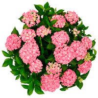 Hortensia paysan Hydrangea 'Hortbux Pink' Rose