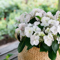 Hortensia Hydrangea hybride 'Runaway Bride' blanc