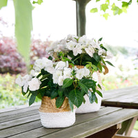 Hortensia Hydrangea hybride 'Runaway Bride' blanc