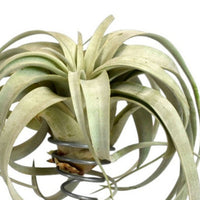 Bromélia Tillandsia xeragraphica Gris avec support en bois
